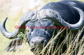 Buffalo, African 5-Metal