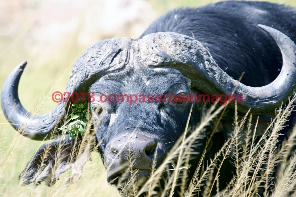 Buffalo, African 5-Metal