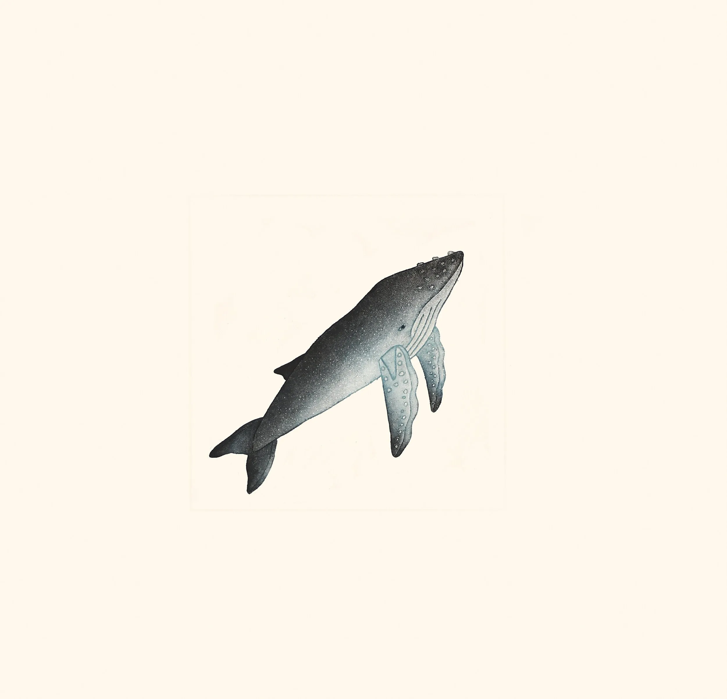 Cape Dorset 2020 Print, Whale, Qavavau Manumie
